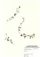 藏品(繁縷)的圖片